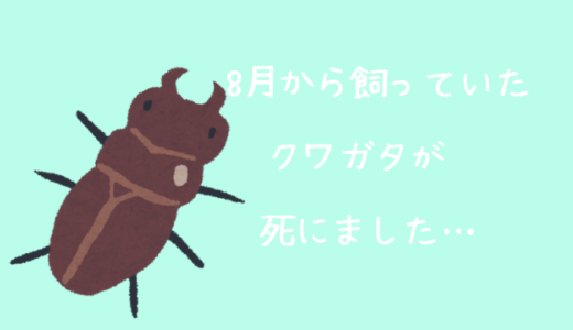 ミナミヌマエビが飛び出すのはなぜ 水槽の環境以外にも原因を発見しました 推測 ミカの近道