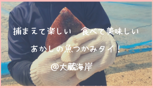 「あかしの魚つかみタイ」@大蔵海岸に行ってきました｜魚との触れ合いも、家で食べる美味しさも子供達が大喜びでした！