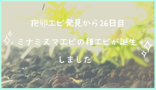 ミナミヌマエビが飛び出すのはなぜ 水槽の環境以外にも原因を発見しました 推測 ミカの近道